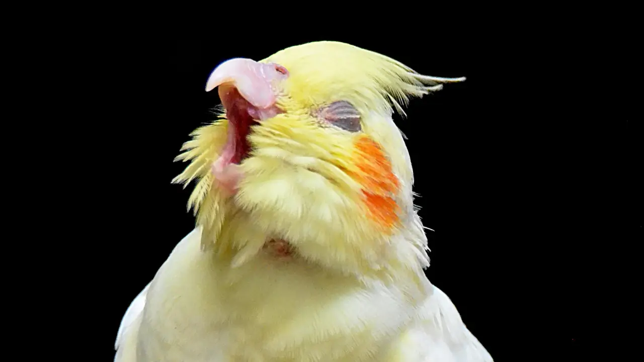 pássaros